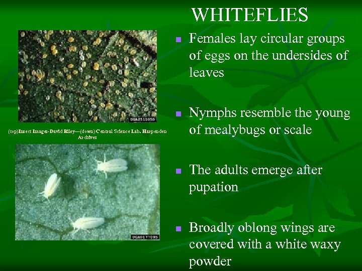 WHITEFLIES n n (top)Insect Images-David Riley—(down) Central Science Lab. Harpenden Archives n n Females