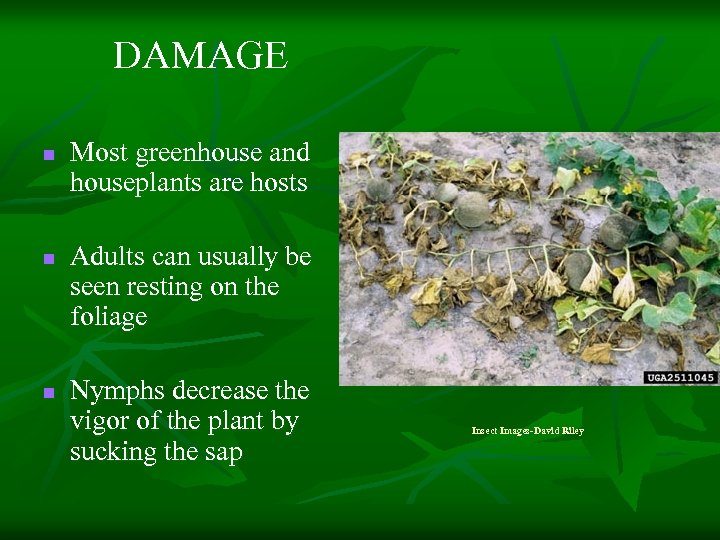 DAMAGE n n n Most greenhouse and houseplants are hosts Adults can usually be