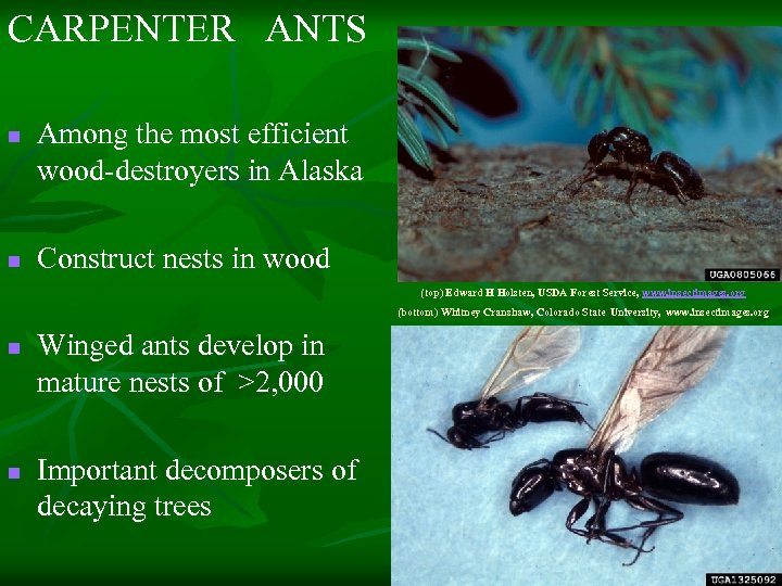 CARPENTER ANTS n n Among the most efficient wood-destroyers in Alaska Construct nests in