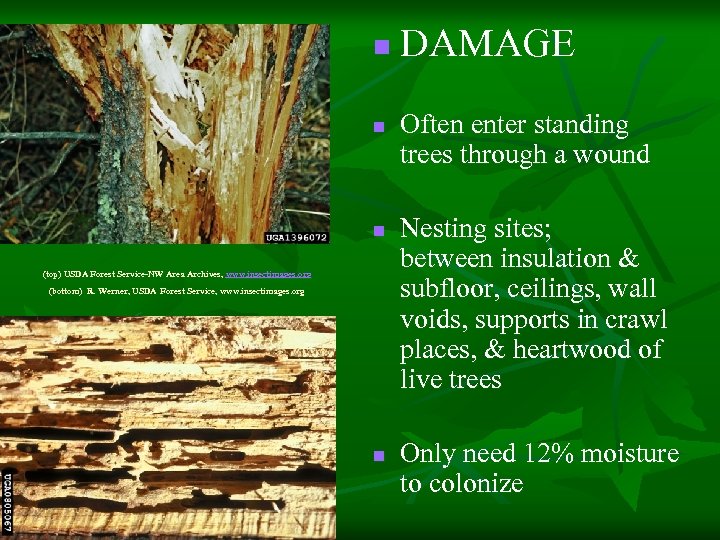 n n n (top) USDA Forest Service-NW Area Archives, www. insectimages. org (bottom) R.