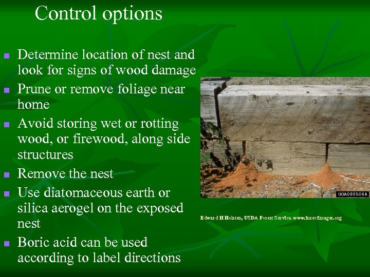 Control options n n n Determine location of nest and look for signs of