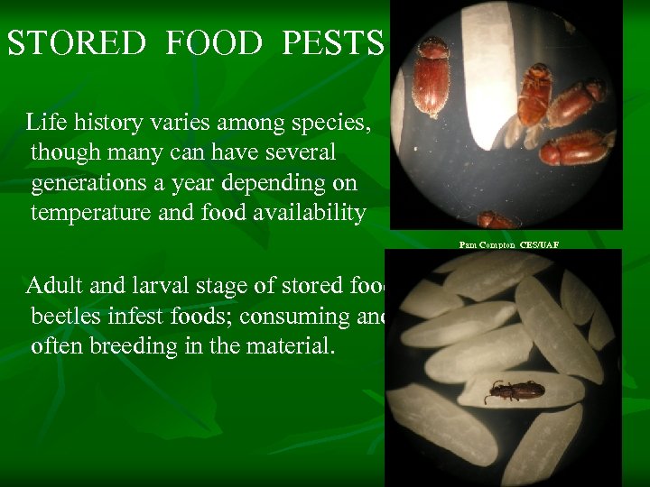 STORED FOOD PESTS Life history varies among species, though many can have several generations