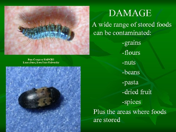 DAMAGE Pam Compton UAF/CES Laura Jesse, Iowa State University A wide range of stored