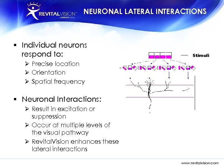 NEURONAL LATERAL INTERACTIONS § Individual neurons respond to: Ø Precise location Ø Orientation Ø