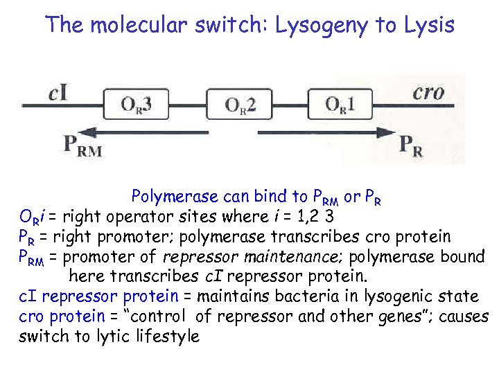 The molecular switch: Lysogeny to Lysis Polymerase can bind to PRM or PR ORi