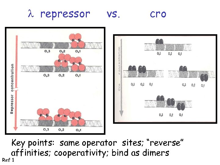 l repressor vs. cro Key points: same operator sites; “reverse” affinities; cooperativity; bind as