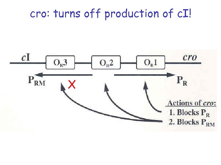 cro: turns off production of c. I! X 