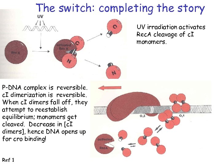 The switch: completing the story UV irradiation activates Rec. A cleavage of c. I