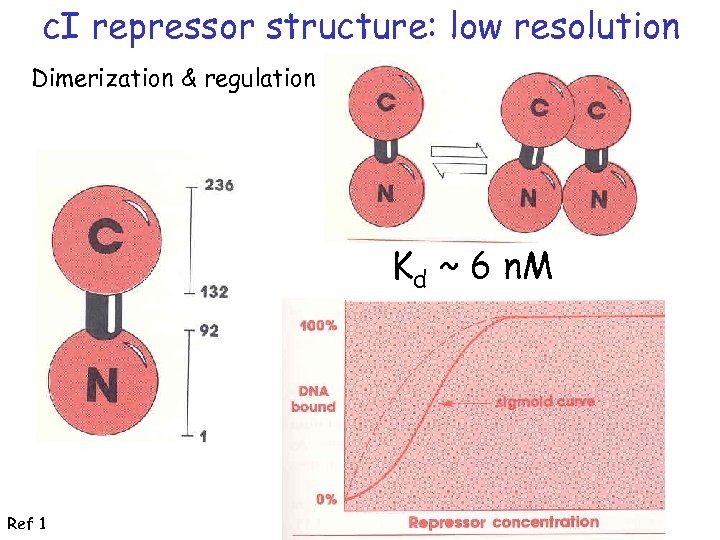 c. I repressor structure: low resolution Dimerization & regulation Kd ~ 6 n. M