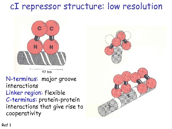 c. I repressor structure: low resolution N-terminus: major groove interactions Linker region: flexible C-terminus: