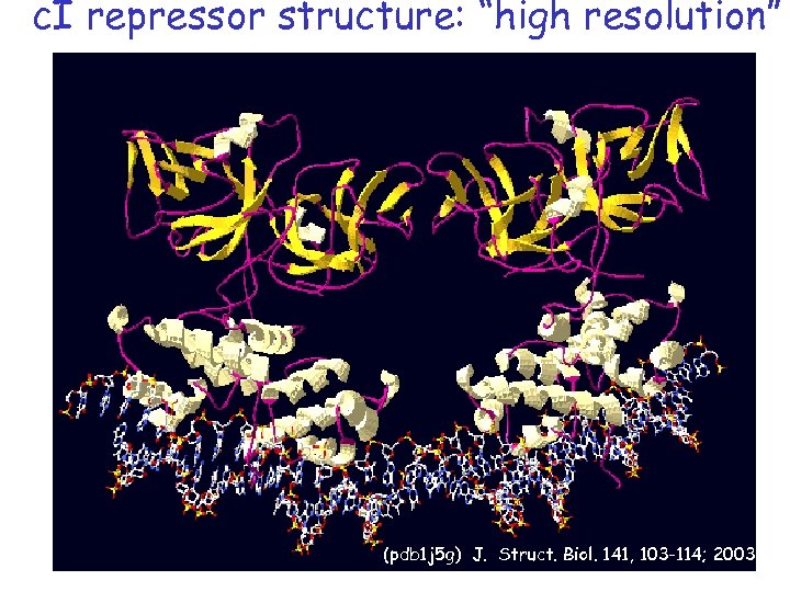 c. I repressor structure: “high resolution” (pdb 1 j 5 g) J. Struct. Biol.