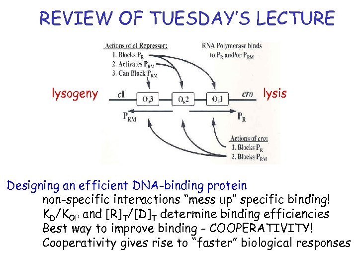 REVIEW OF TUESDAY’S LECTURE lysogeny lysis Designing an efficient DNA-binding protein non-specific interactions “mess