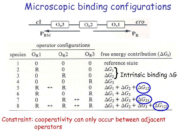 Microscopic binding configurations } Intrinsic binding DG Constraint: cooperativity can only occur between adjacent