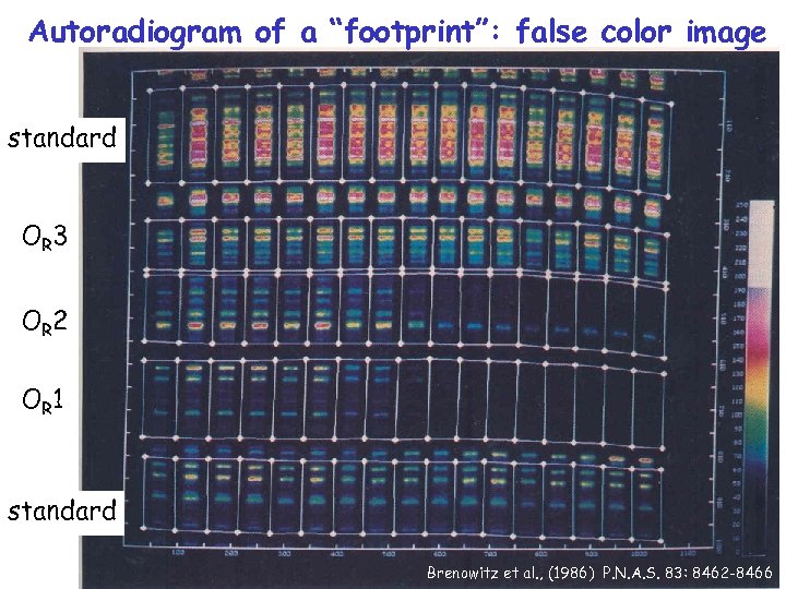 Autoradiogram of a “footprint”: false color image standard OR 3 OR 2 OR 1