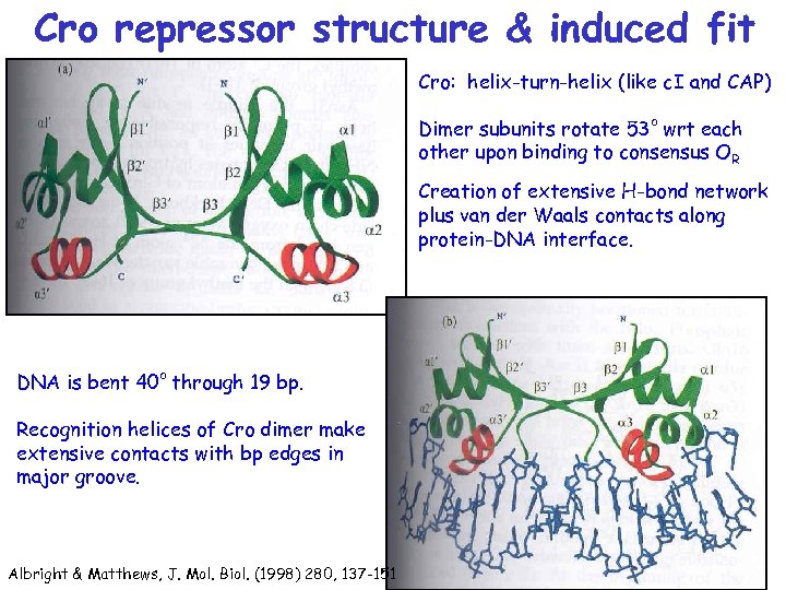 Cro repressor structure & induced fit Cro: helix-turn-helix (like c. I and CAP) Dimer