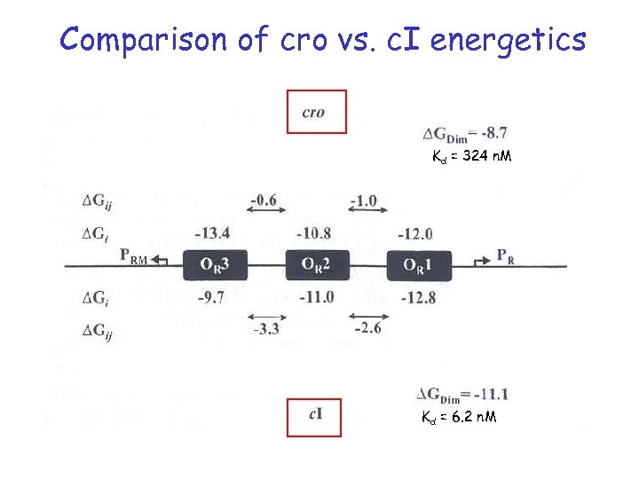 Comparison of cro vs. c. I energetics Kd = 324 n. M Kd =