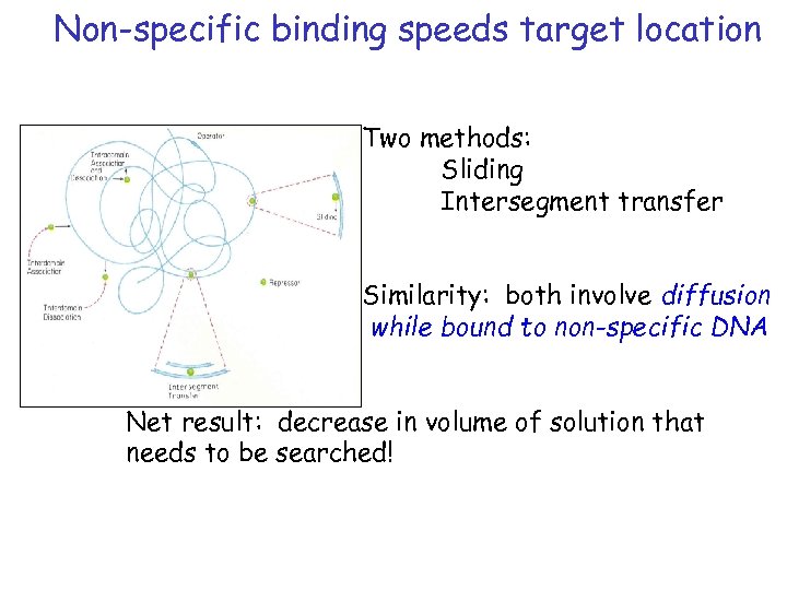 Non-specific binding speeds target location Two methods: Sliding Intersegment transfer Similarity: both involve diffusion