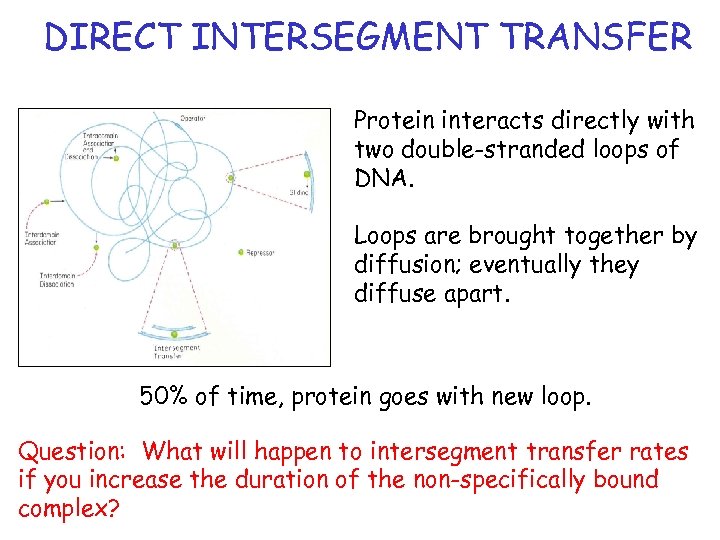 DIRECT INTERSEGMENT TRANSFER Protein interacts directly with two double-stranded loops of DNA. Loops are