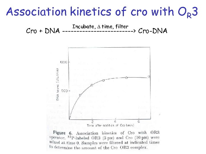 Association kinetics of cro with OR 3 Incubate, D time, filter Cro + DNA