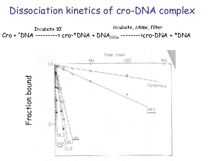 Dissociation kinetics of cro-DNA complex Incubate 10’ incubate, Dtime, filter Fraction bound Cro +