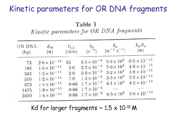 Kinetic parameters for OR DNA fragments Kd for larger fragments ~ 1. 5 x