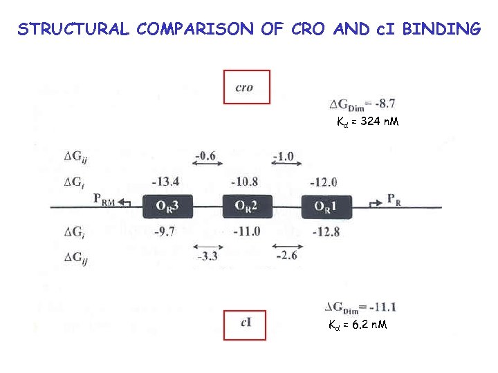 STRUCTURAL COMPARISON OF CRO AND c. I BINDING Kd = 324 n. M Kd