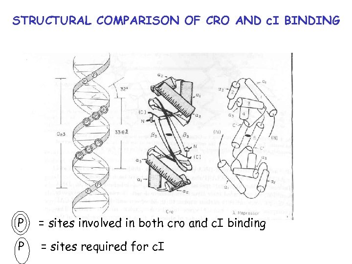 STRUCTURAL COMPARISON OF CRO AND c. I BINDING P = sites involved in both