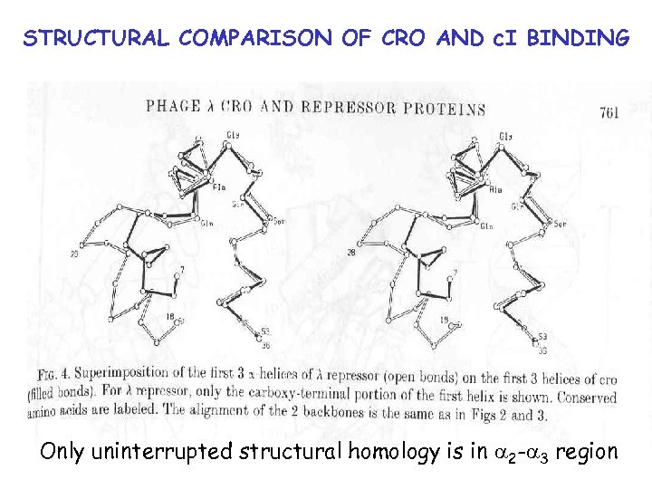 STRUCTURAL COMPARISON OF CRO AND c. I BINDING Only uninterrupted structural homology is in