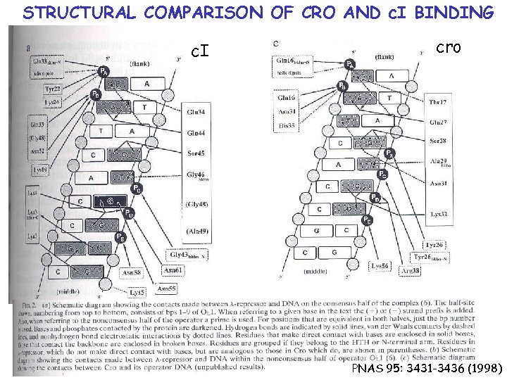 STRUCTURAL COMPARISON OF CRO AND c. I BINDING c. I cro PNAS 95: 3431
