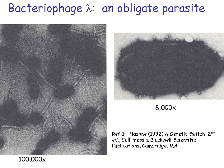 Bacteriophage l: an obligate parasite 8, 000 x Ref 1: Ptashne (1992) A Genetic