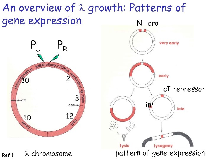 An overview of l growth: Patterns of gene expression N cro PL 10 PR