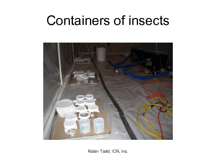 Containers of insects Robin Todd, ICR, Inc. 