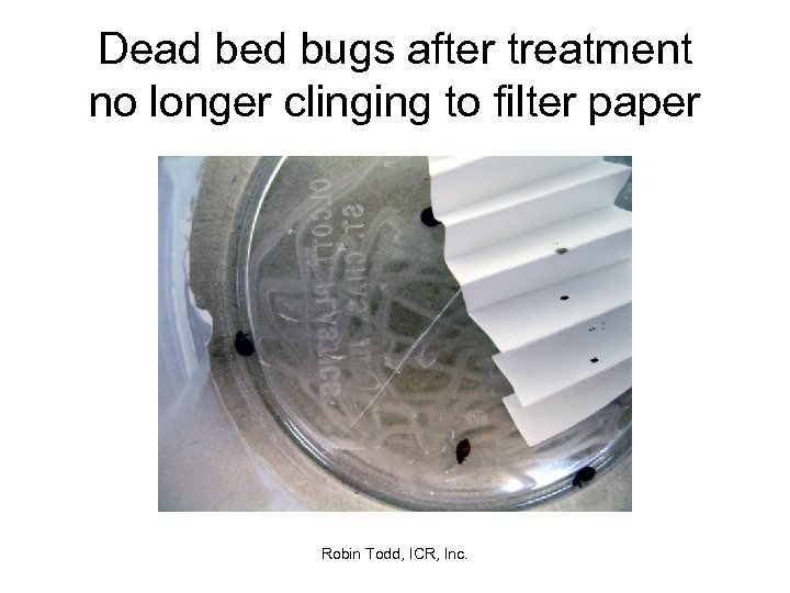 Dead bed bugs after treatment no longer clinging to filter paper Robin Todd, ICR,