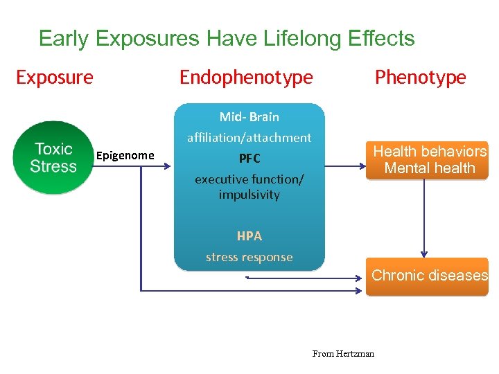 Early Exposures Have Lifelong Effects Exposure Endophenotype Phenotype Mid- Brain Epigenome affiliation/attachment PFC executive