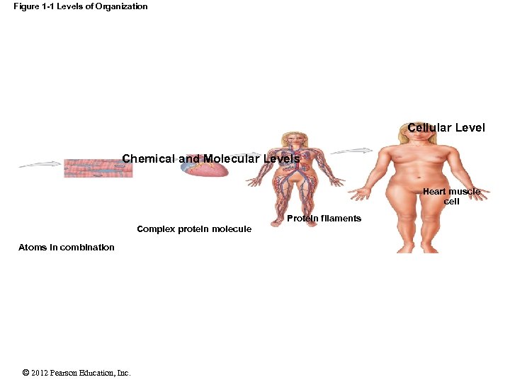 Figure 1 -1 Levels of Organization Cellular Level Chemical and Molecular Levels Heart muscle