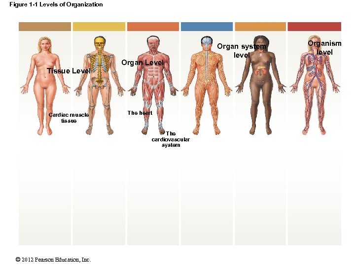 Figure 1 -1 Levels of Organization Organ Level Tissue Level Cardiac muscle tissue The