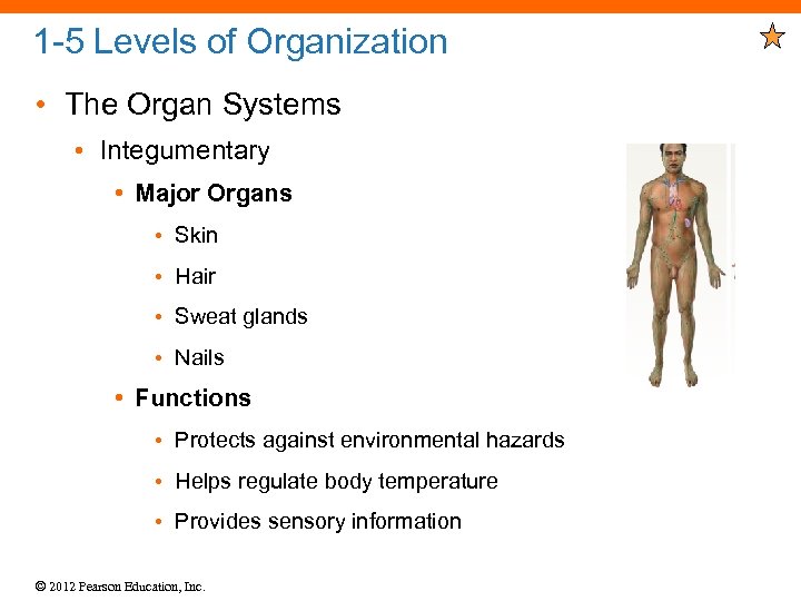 1 -5 Levels of Organization • The Organ Systems • Integumentary • Major Organs