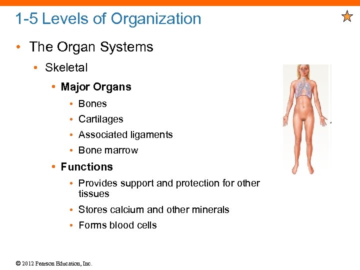 1 -5 Levels of Organization • The Organ Systems • Skeletal • Major Organs