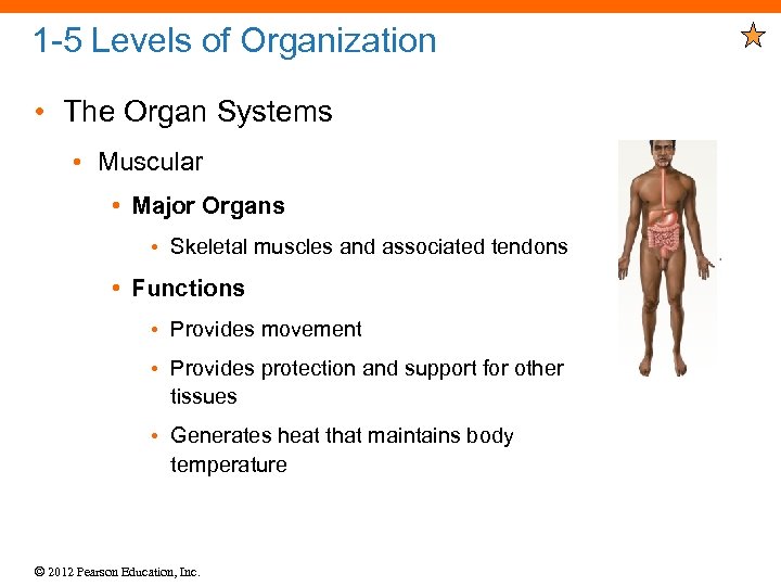 1 -5 Levels of Organization • The Organ Systems • Muscular • Major Organs
