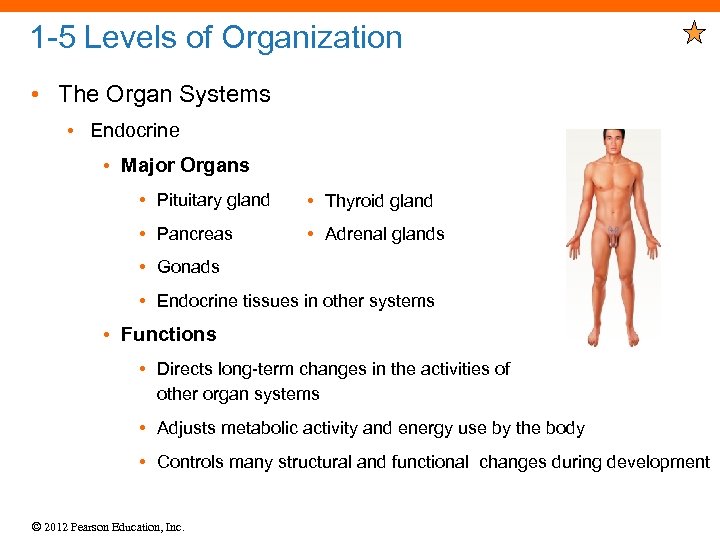1 -5 Levels of Organization • The Organ Systems • Endocrine • Major Organs
