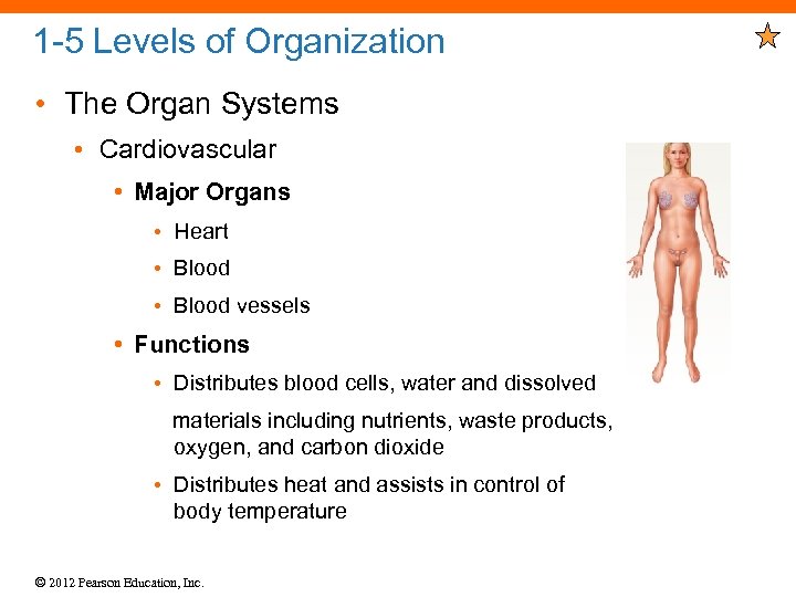 1 -5 Levels of Organization • The Organ Systems • Cardiovascular • Major Organs