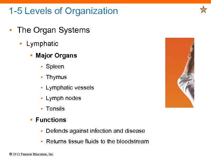 1 -5 Levels of Organization • The Organ Systems • Lymphatic • Major Organs