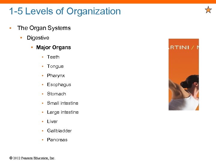 1 -5 Levels of Organization • The Organ Systems • Digestive • Major Organs