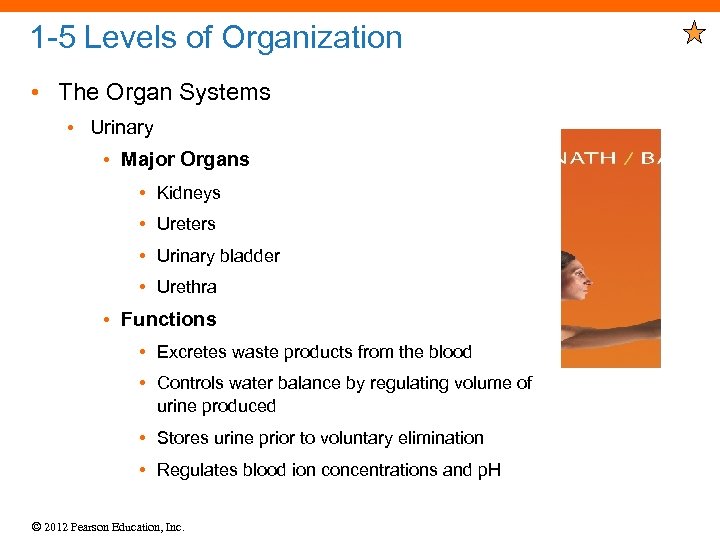 1 -5 Levels of Organization • The Organ Systems • Urinary • Major Organs
