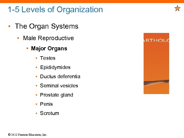 1 -5 Levels of Organization • The Organ Systems • Male Reproductive • Major