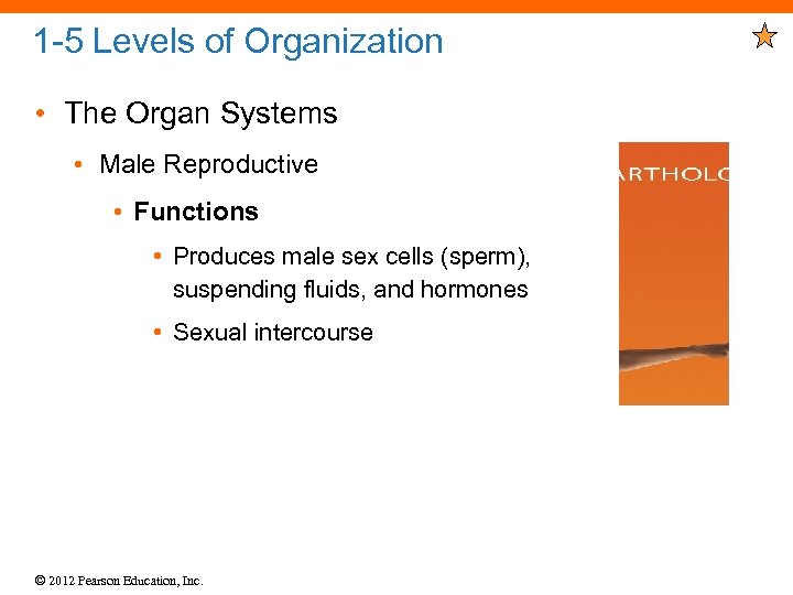 1 -5 Levels of Organization • The Organ Systems • Male Reproductive • Functions
