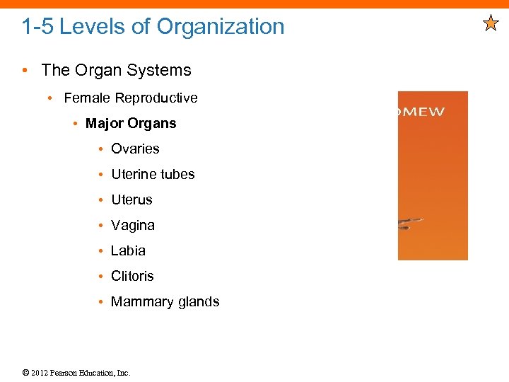 1 -5 Levels of Organization • The Organ Systems • Female Reproductive • Major