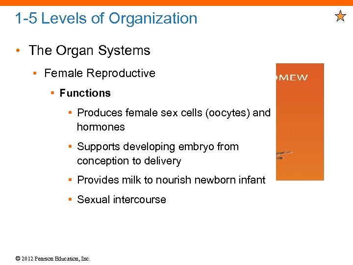 1 -5 Levels of Organization • The Organ Systems • Female Reproductive • Functions