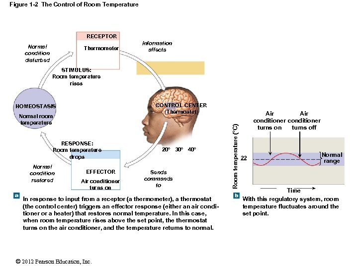 Figure 1 -2 The Control of Room Temperature RECEPTOR Normal condition disturbed Thermometer Information