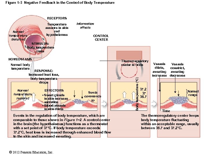 Figure 1 -3 Negative Feedback in the Control of Body Temperature RECEPTORS Temperature sensors